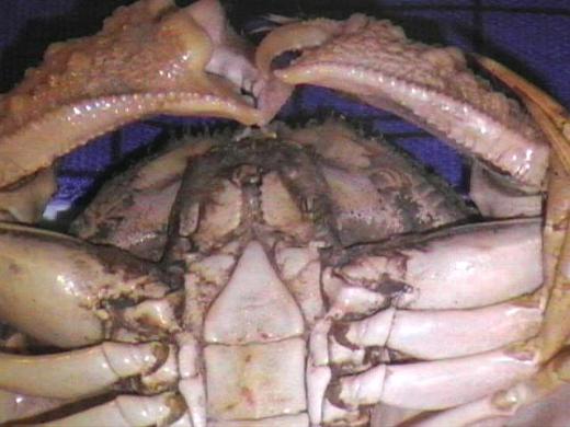 calappa hepatica from Madagascar 06.JPG